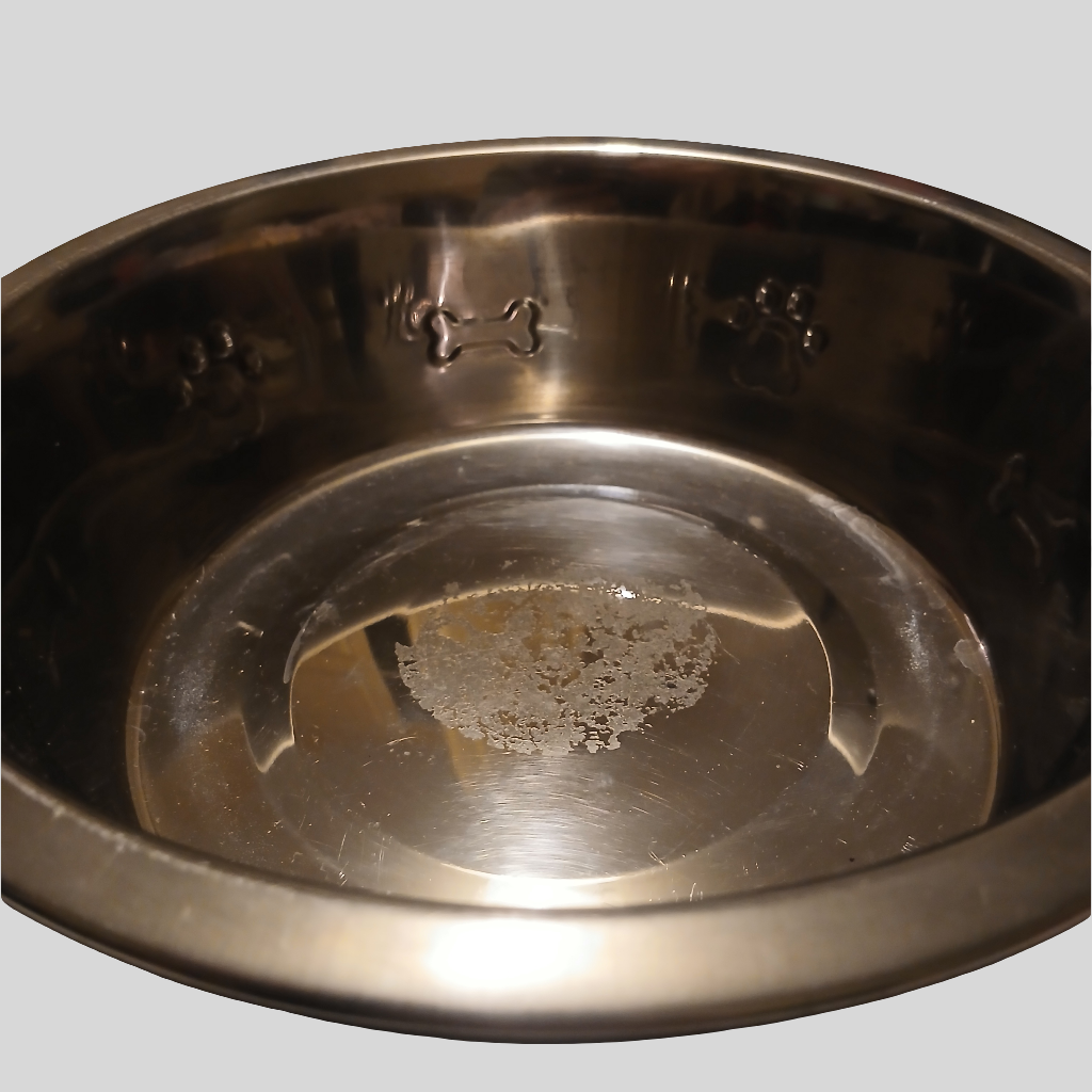 Dog Bowl